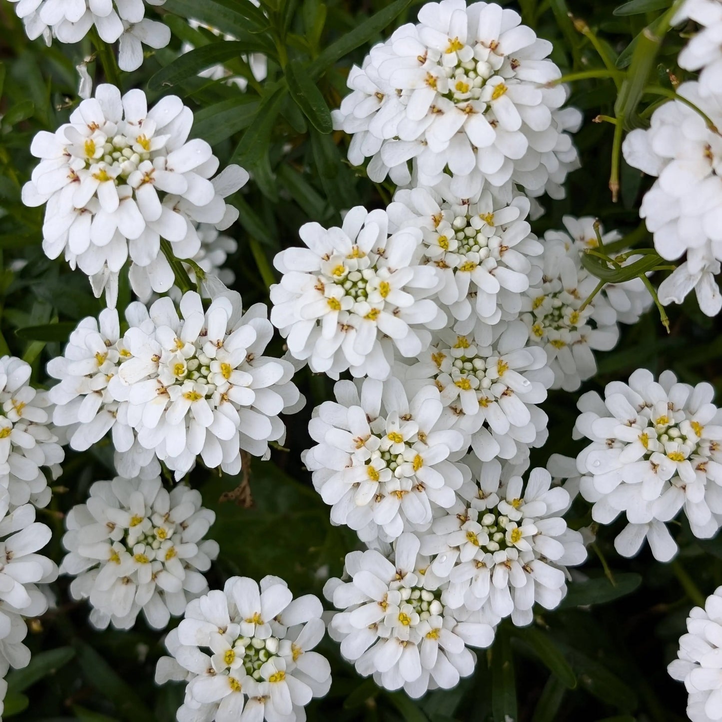 Candytuft White – 35+ Seeds