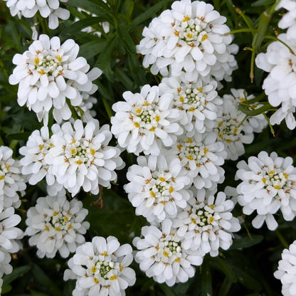 Candytuft White – 35+ Seeds