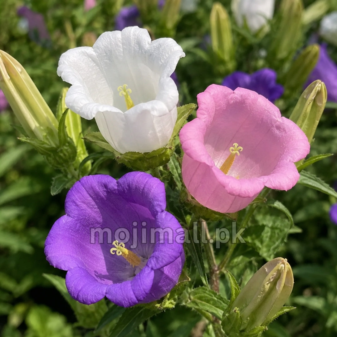 Campanula Mix – 100+ Seeds