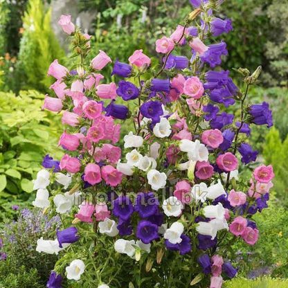 Campanula Mix – 150+ Seeds-Moji Mall