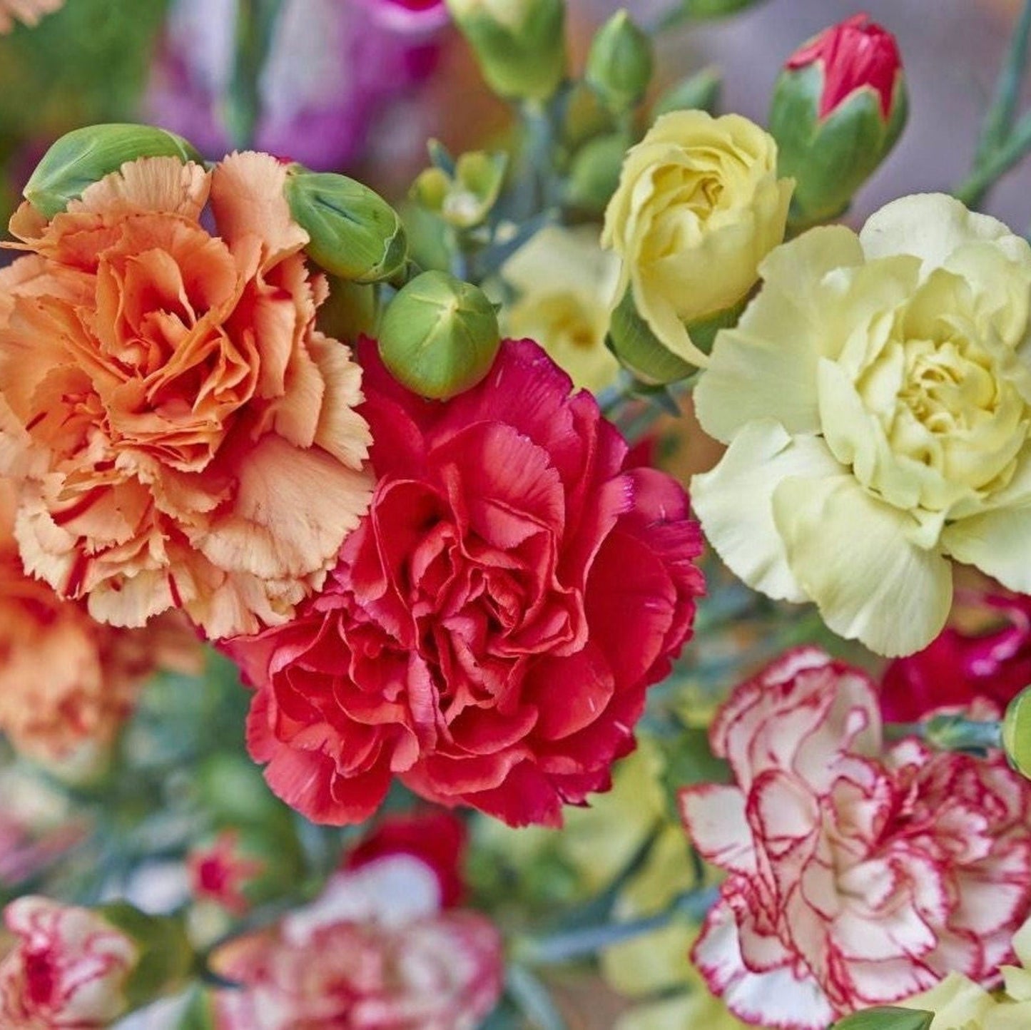 Carnation (گل لہمی) - Chabaud Giant Mix - 120+ Seeds (WINTER)