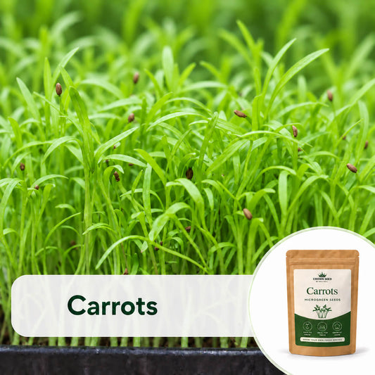 Carrots: Microgreens Seeds
