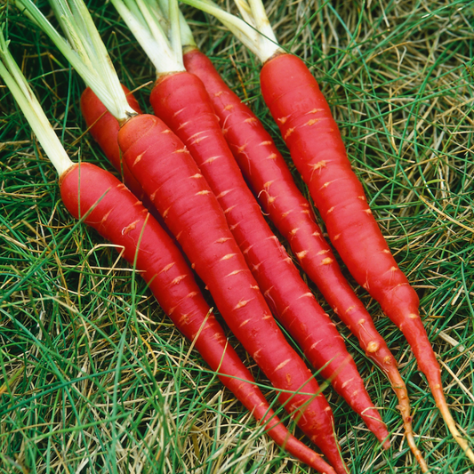 Carrot - Seeds