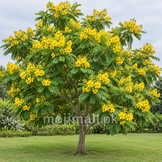 Cassia Glauca – 50+ Tree Seeds