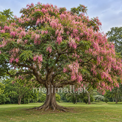Cassia Javanica – 10+ Tree Seeds