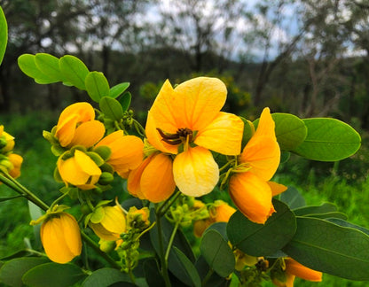 Cassia Glauca – 20+ Tree Seeds