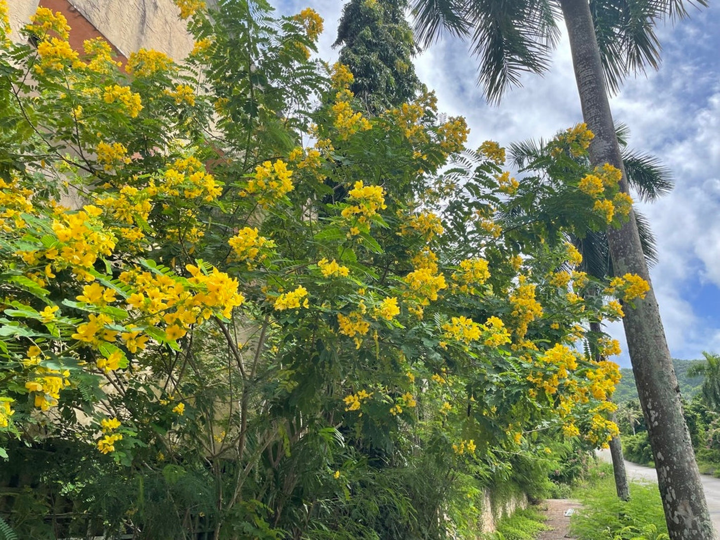 Cassia Glauca – 20+ Tree Seeds