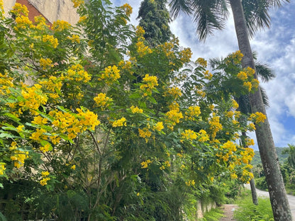 Cassia Glauca – 20+ Tree Seeds