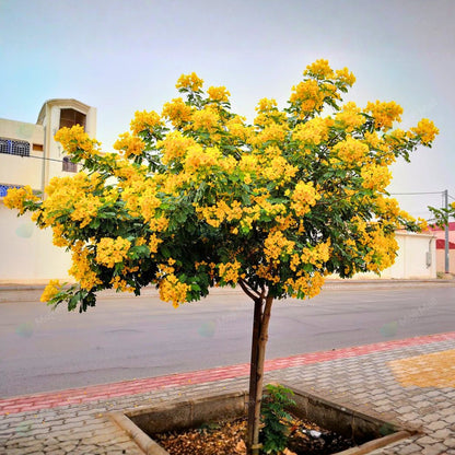 Cassia Glauca – 20+ Tree Seeds