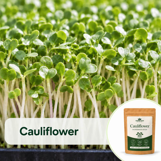 Cauliflower – Microgreens Seeds