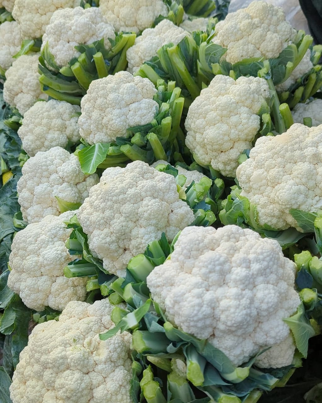 Close-up of cauliflower with green leaves