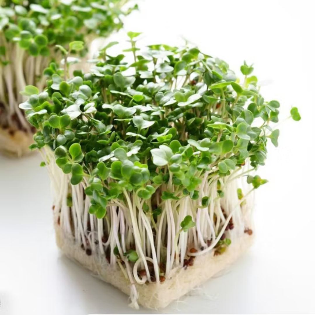 Cauliflower – Microgreens Seeds-Moji Mall