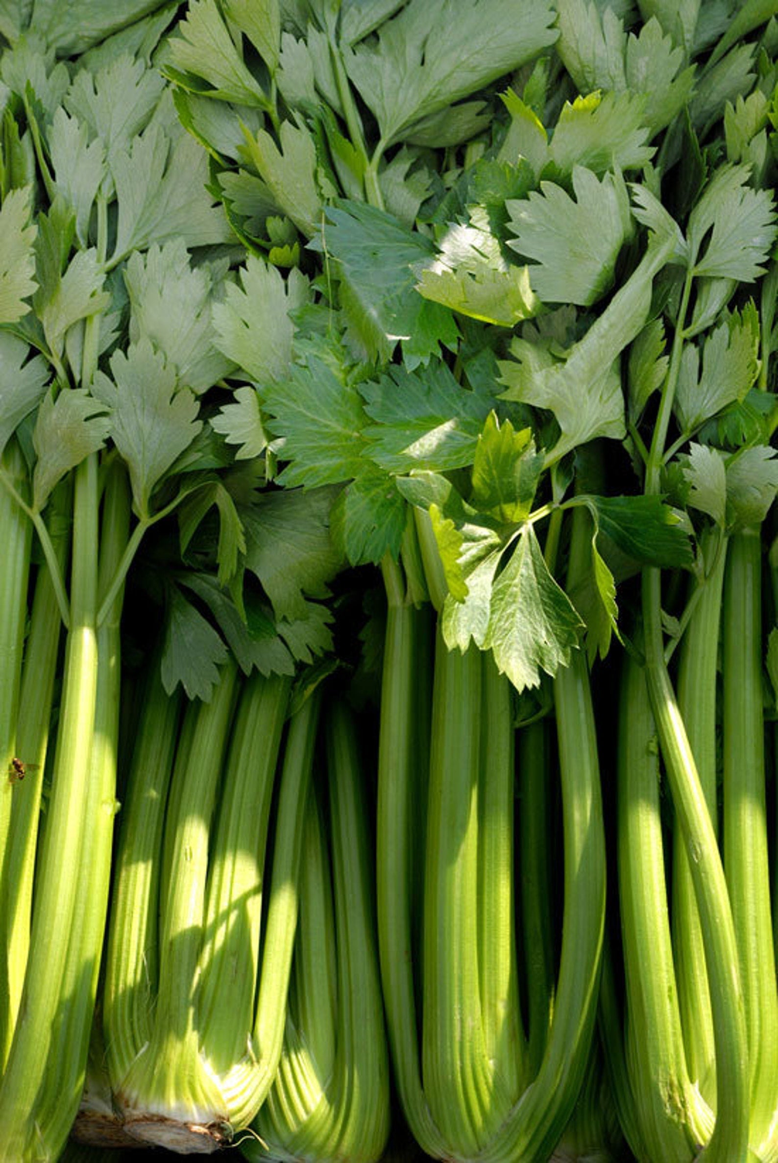 Premium celery stalks, grown from Mojimall seeds for optimal freshness, flavor, and nutritional value, perfect for snacking or cooking.