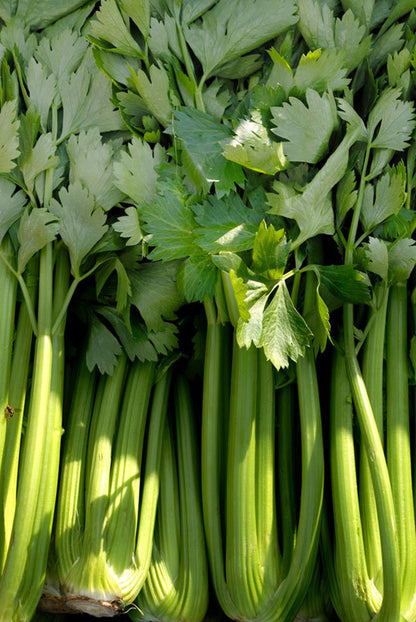 Premium celery stalks, grown from Mojimall seeds for optimal freshness, flavor, and nutritional value, perfect for snacking or cooking.