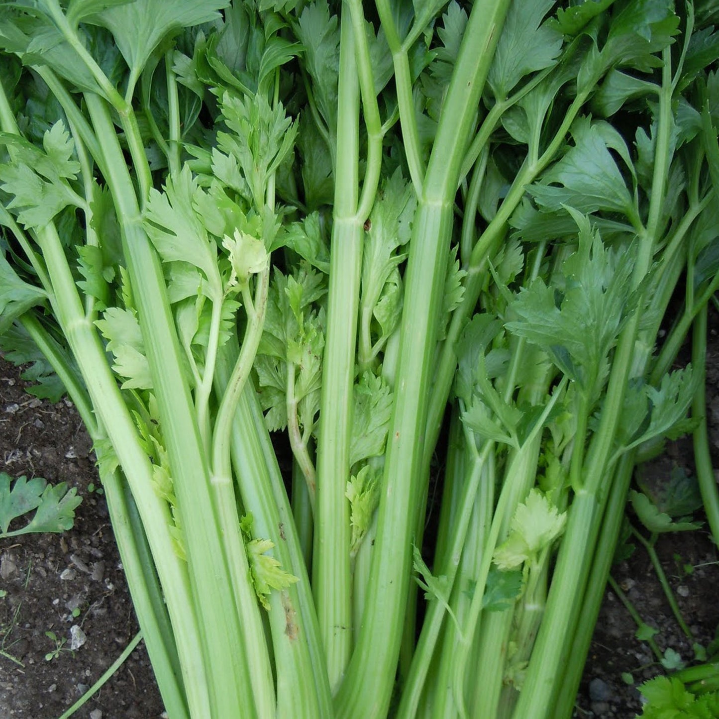 Freshly picked celery stalks on the ground, grown from top-quality seeds from Mojimall, perfect for adding a crisp texture to your meals.
