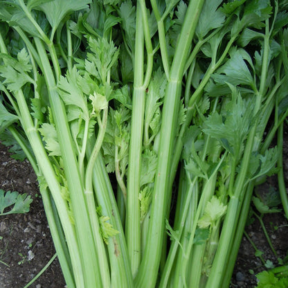Freshly picked celery stalks on the ground, grown from top-quality seeds from Mojimall, perfect for adding a crisp texture to your meals.