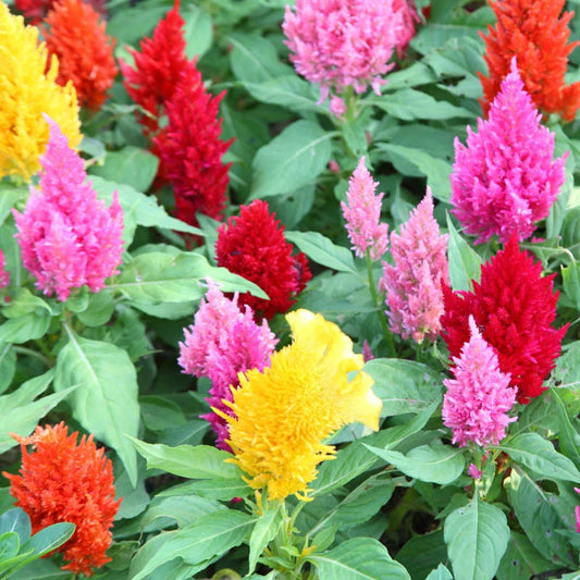 Celosia Plumosa Mix – 70+ Seeds (SUMMER)