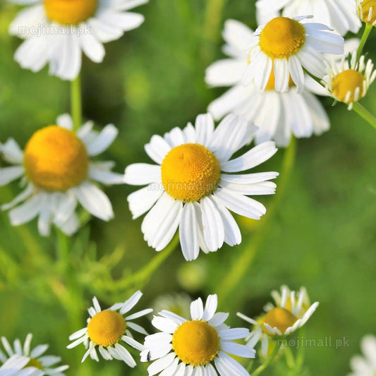 Chamomile (گل بابونه) – 100+ Seeds-Moji Mall