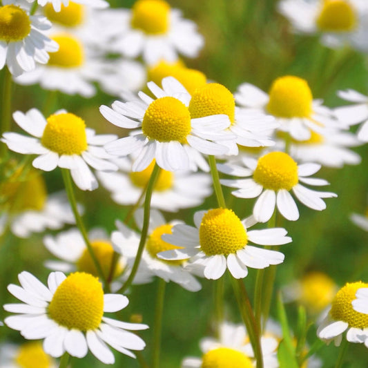 Chamomile (گل بابونه کے بیج) – 100+ Seeds