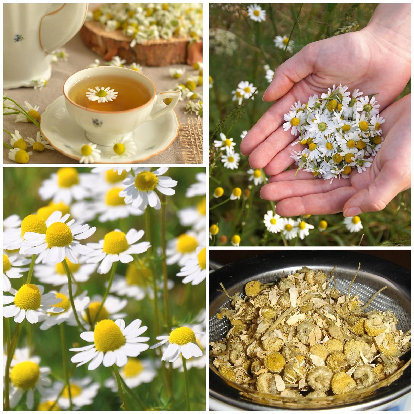 Collage of images showing chamomile flowers, tea, and dried chamomile.