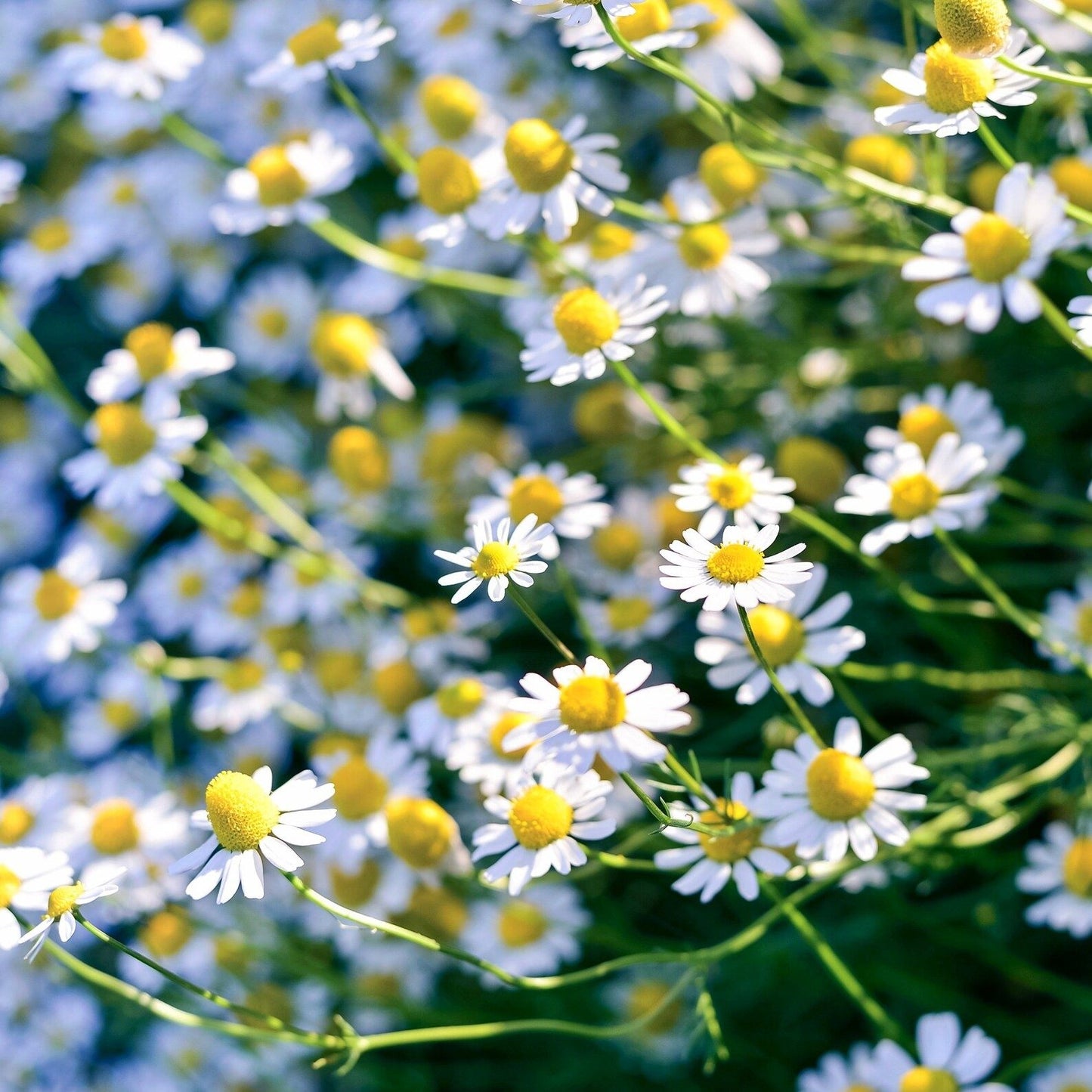 Chamomile (گل بابونه کے بیج) – 100+ Seeds