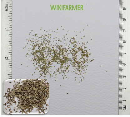 Chamomile (گل بابونه کے بیج) – 100+ Seeds