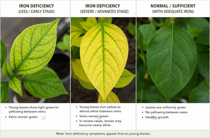 Chelated Iron – Fix Iron Deficiency Fast-Moji Mall