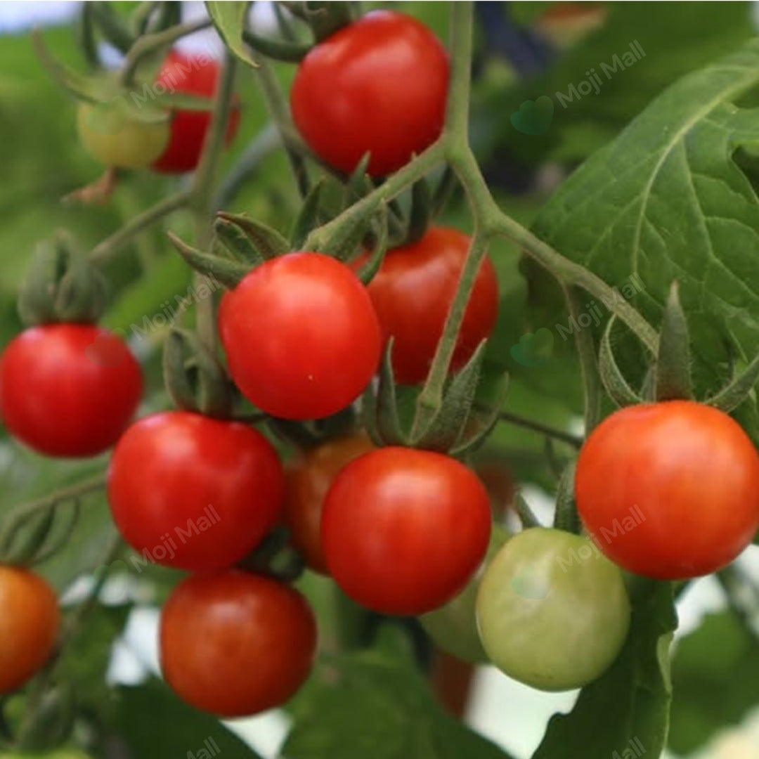 Tomato Cherry (Red) – 25+ Seeds