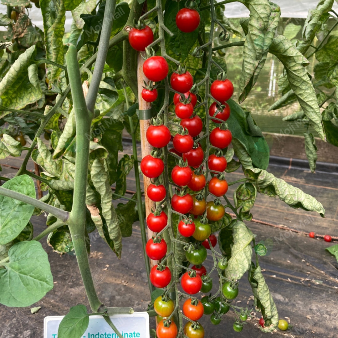 Tomato Cherry Red (Indeterminate) – 10 Seeds