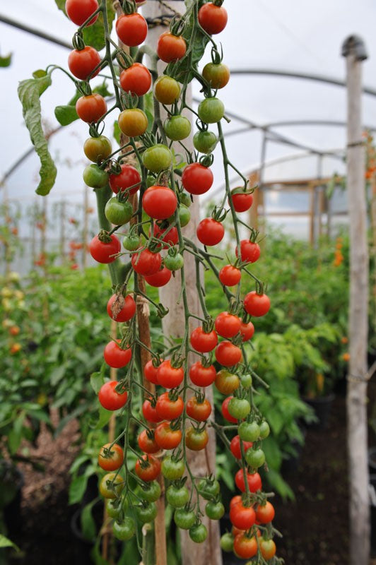 Tomato Cherry Red (Indeterminate) – 10 Seeds