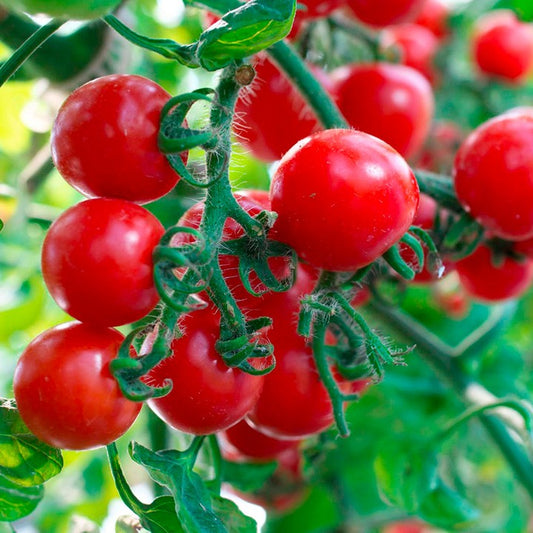 Close-up of red tomatoes on a vine with green leaves.