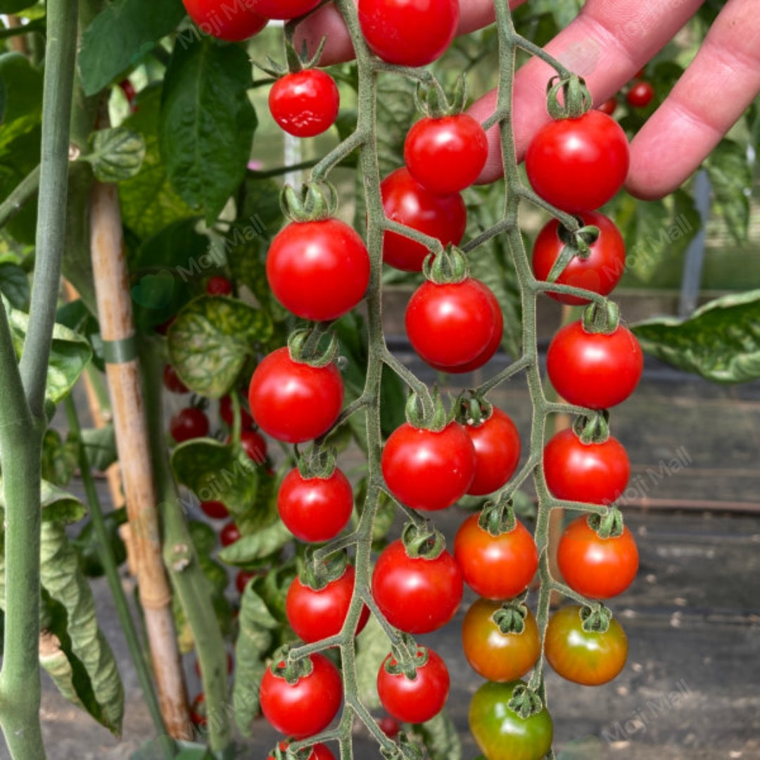 Tomato Cherry Red (Indeterminate) – 10 Seeds