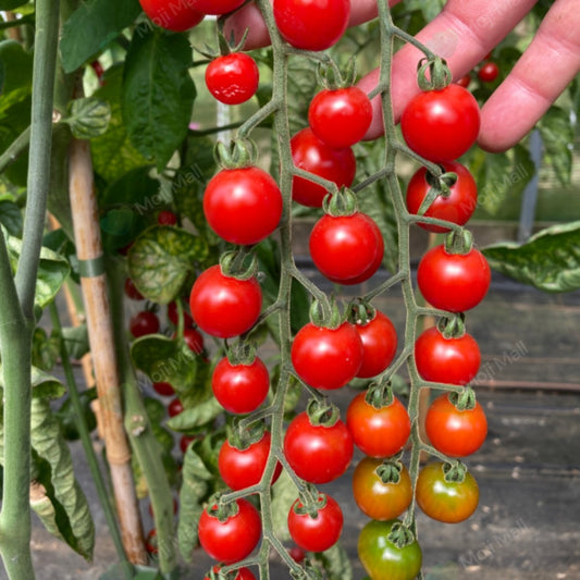 Tomato Cherry Red (Indeterminate) – 10 Seeds