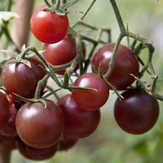 Tomato Cherry (Chocolate) – 20+ Seeds
