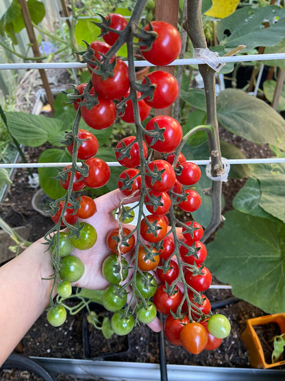 Tomato Cherry – Red Seeds