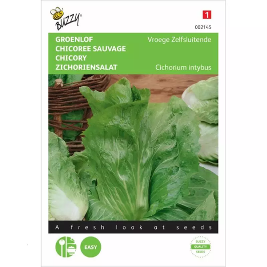 Sugarloaf Chicory – Buzzy Seeds (Imported - Limited Stock)
