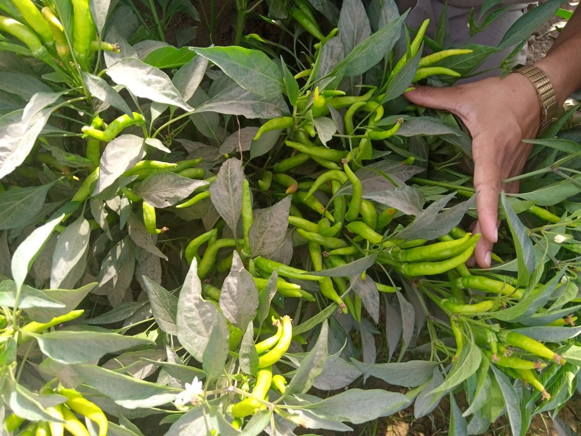 Hand picking green peppers from a plant
