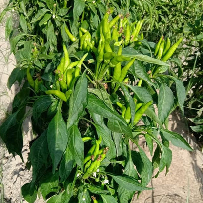 Green chili peppers growing on a plant with a natural outdoor background