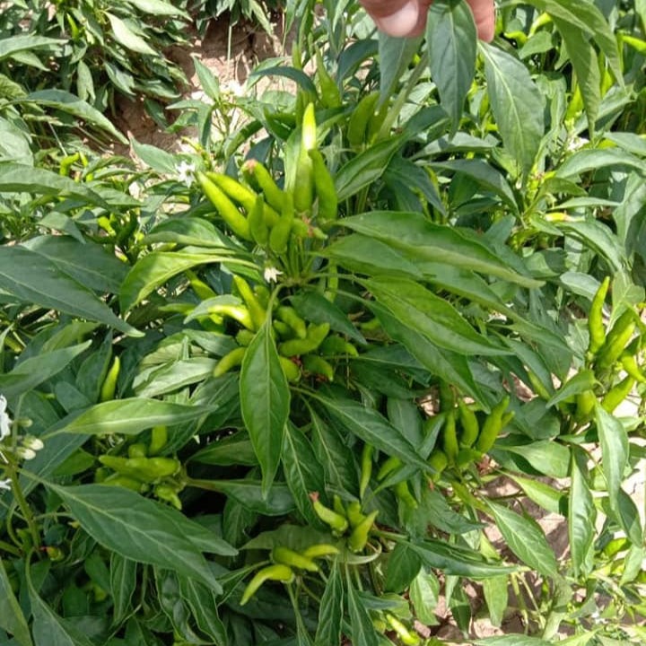 Green chili peppers growing on a plant with a hand holding a leaf.