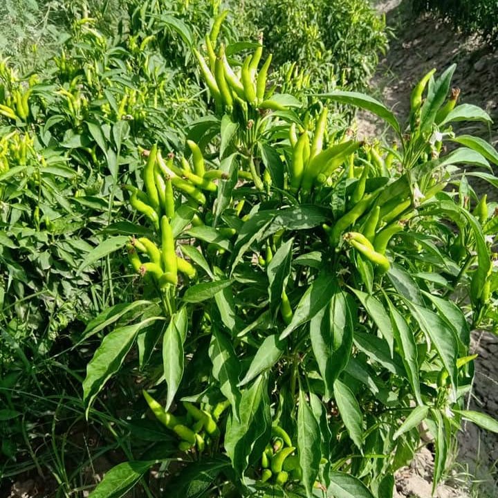 Green chili peppers growing on a plant in an outdoor setting