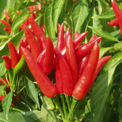 Chilli Red – F1 Hybrid 20+ Seeds