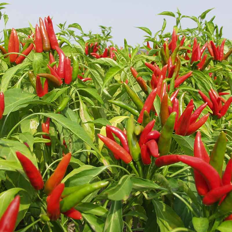 Chilli Red – F1 Hybrid 20+ Seeds