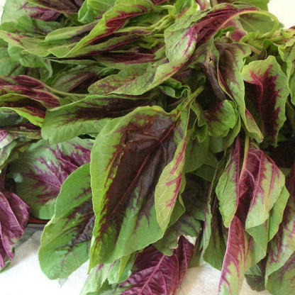 Chinese Spinach - Red - (Callaloo Amaranthus Tricolor) - 200+ Seeds