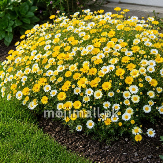 Chrysanthemum Double – 30+ Seeds