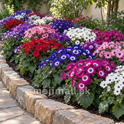 Cineraria Hybrid Mix – 50+ Seeds