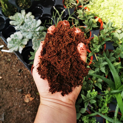 Coco Peat (Washed & Wet)