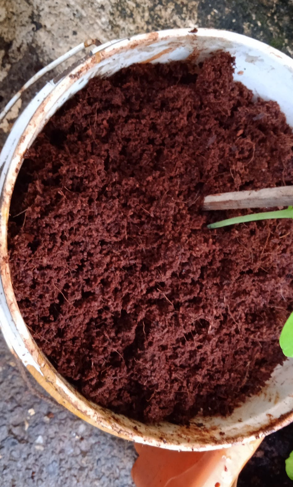 Coco Peat (Washed & Wet)