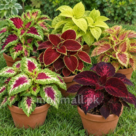 Coleus (Rainbow Mix) 100+ Seeds (SUMMER)