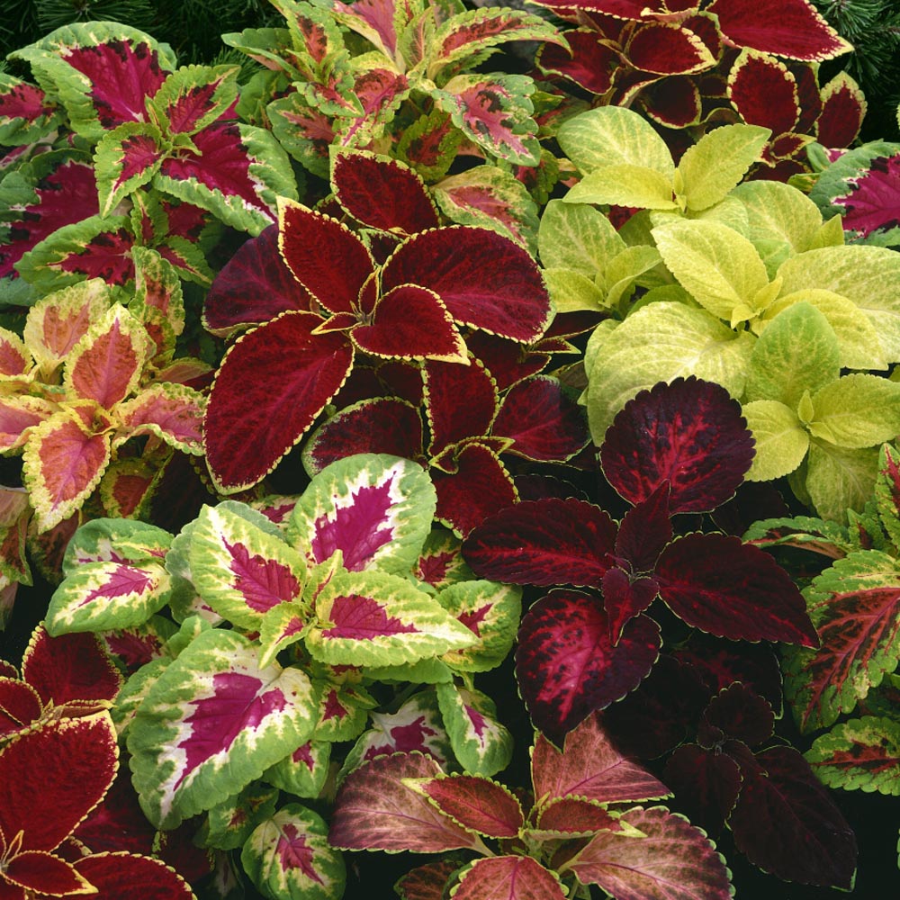 Coleus Rainbow Mix - 150+ Seeds