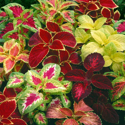 Coleus Rainbow Mix - 150+ Seeds